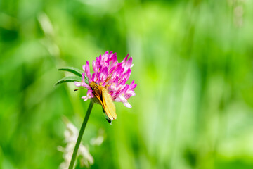 Close up of orange moth or orange butterfly feeding on the pollen from a pink wildflower