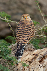 Common kestrel Serengeti National Park Tanzania Africa