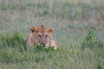Lions in the rain on the plains Serengeti National Park Tanzania Africa