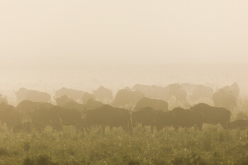 Wildebeest migration in heavy fog Serengeti National Park Tanzania Africa