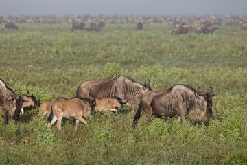 Wildebeest migration in heavy fog Serengeti National Park Tanzania Africa