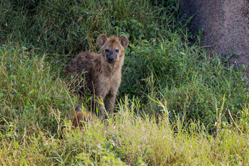 Spotted hyena Serengeti National Park Tanzania Africa