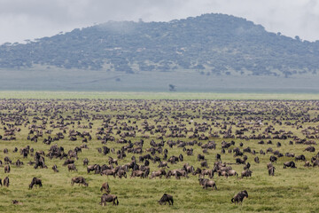 Huge wildebeest herd during migration Serengeti National Park Tanzania Africa