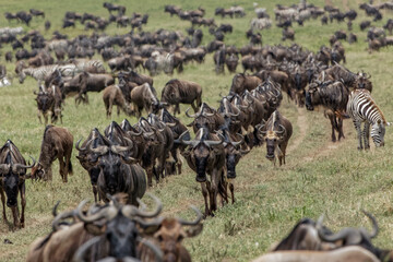 Huge wildebeest herd during migration Serengeti National Park Tanzania Africa