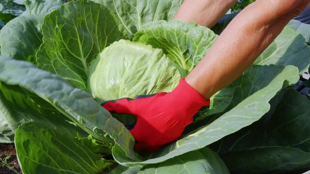 A gardener in red gloves harvests cabbage. Women s hands pull the cabbage head out of the ground. Farming, vegetarianism and healthy food concept