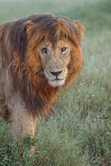 Obraz na płótnie Canvas Adult black maned lion Serengeti National Park Tanzania leo