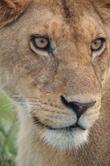 Adult female lioness Serengeti National Park Tanzania leo