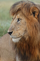 Fototapeta na wymiar Adult black maned lion Serengeti National Park Tanzania leo