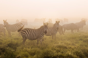 Fototapeta na wymiar Burchell's Zebra on foggy morning during migration with wildebeest Serengeti National Park Tanzania Africa