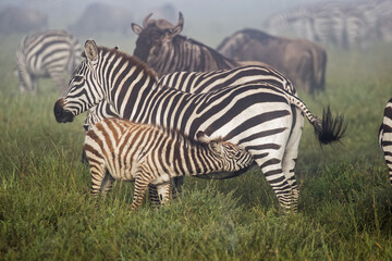 Burchell's Zebra nursing on foggy morning during migration with wildebeest Serengeti National Park Tanzania Africa