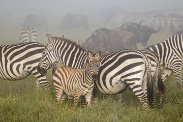 Fototapeta na wymiar Baby Burchell's Zebra on foggy morning during migration with wildebeest Serengeti National Park Tanzania Africa