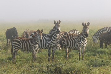 Fototapeta na wymiar Burchell's Zebra on foggy morning during migration with wildebeest Serengeti National Park Tanzania Africa