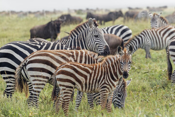 Burchell's Zebra on foggy morning during migration with wildebeest Serengeti National Park Tanzania Africa