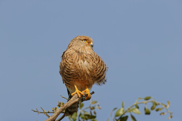 Common kestrel Serengeti National Park Tanzania Africa