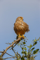 Common kestrel Serengeti National Park Tanzania Africa