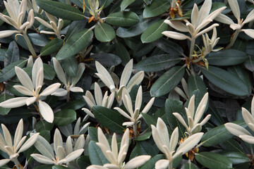 Rhododendron. Green leaves of the plant. Background, green texture