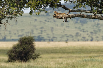 Leopard resting in tree Serengeti National Park Tanzania Africa