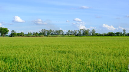 Fototapeta premium field of grass and sky