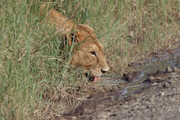 Adult female Lion drinking Serengeti National Park Tanzania Africa