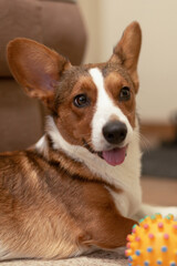 A beautiful, kind dog, a brown-and-white corgi cardigan