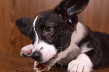 A small beautiful dog with a bone, a breed of corgi cardigan