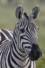 Fototapeta na wymiar Burchell's Zebra Portrait Serengeti National Park Tanzania Africa
