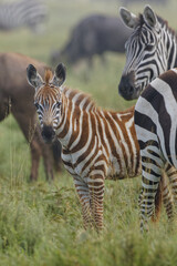 Fototapeta na wymiar Baby Burchell's Zebra Serengeti National Park Tanzania Africa