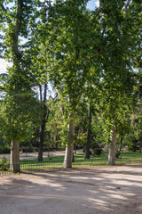 Fototapeta na wymiar path and trees in the Retiro park. Madrid. Spain