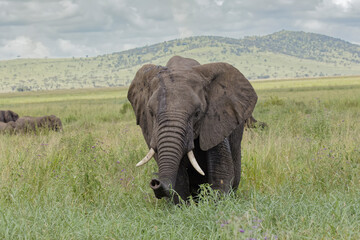 Naklejka na ściany i meble Elephant Serengeti National Park Tanzania Africa