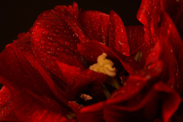 Red tulip with sharply seen drops of rain on leaves