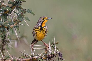 Yellow-throated longclaw Serengeti National Park Tanzania Africa
