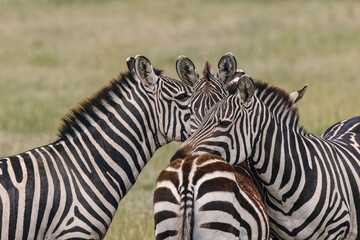 Burchell's Zebras resting heads on each other Serengeti National Park Tanzania Africa