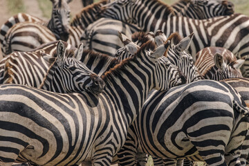 Fototapeta na wymiar Burchell's Zebras resting heads on each other Serengeti National Park Tanzania Africa