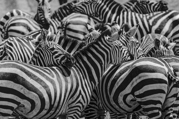 Fototapeta na wymiar Burchell's Zebras resting heads on each other Serengeti National Park Tanzania Africa