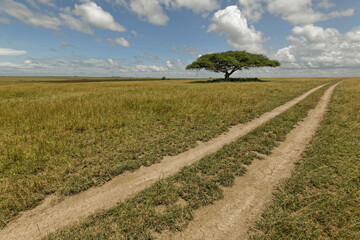 Acacia tree and tire tracks across grass plains Serengeti National Park Tanzania Africa