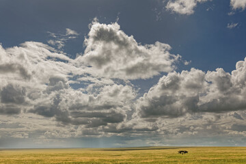 Single acacia Tree and vast plains Serengeti National Park Tanzania Africa