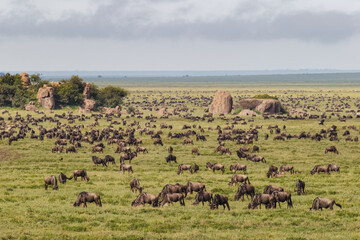 Large wildebeest herd during migration Serengeti National Park Tanzania Africa