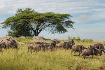 Naklejka premium Wildebeest during migration Serengeti National Park Tanzania Africa