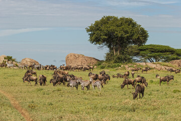Wildebeest herd and Burchell's zebras during migration Serengeti National Park Tanzania Africa