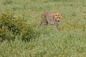 Cheetah Serengeti National Park Tanzania Africa