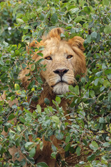 Naklejka na ściany i meble Adult male lion Serengeti National Park Tanzania Africa