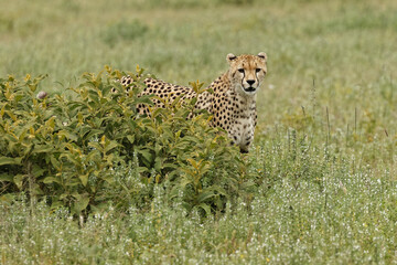 Cheetah Serengeti National Park Tanzania Africa