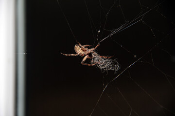 spider on the web