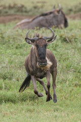 Male wildebeest chasing a female during spring migration Serengeti National Park Tanzania Africa