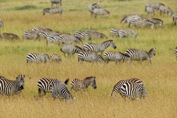 Fototapeta na wymiar Large herd of Burchell's Zebra grazing in tall grass Serengeti National Park Tanzania Africa