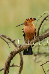 African hoopoe Serengeti National Park Tanzania Africa