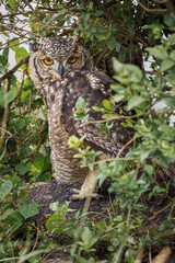 Spotted eagle-owl Serengeti National Park Tanzania Africa
