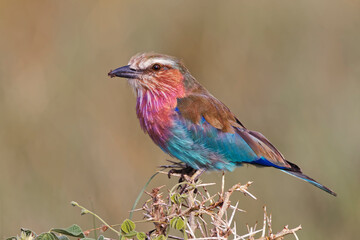 Lilac-breasted roller Serengeti National Park Tanzania Africa