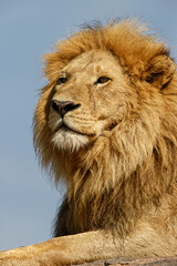 Adult male lion on kopje Serengeti National Park Tanzania Africa