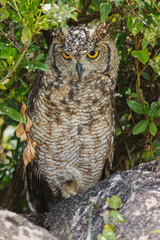 Spotted eagle-owl Serengeti National Park Tanzania Africa